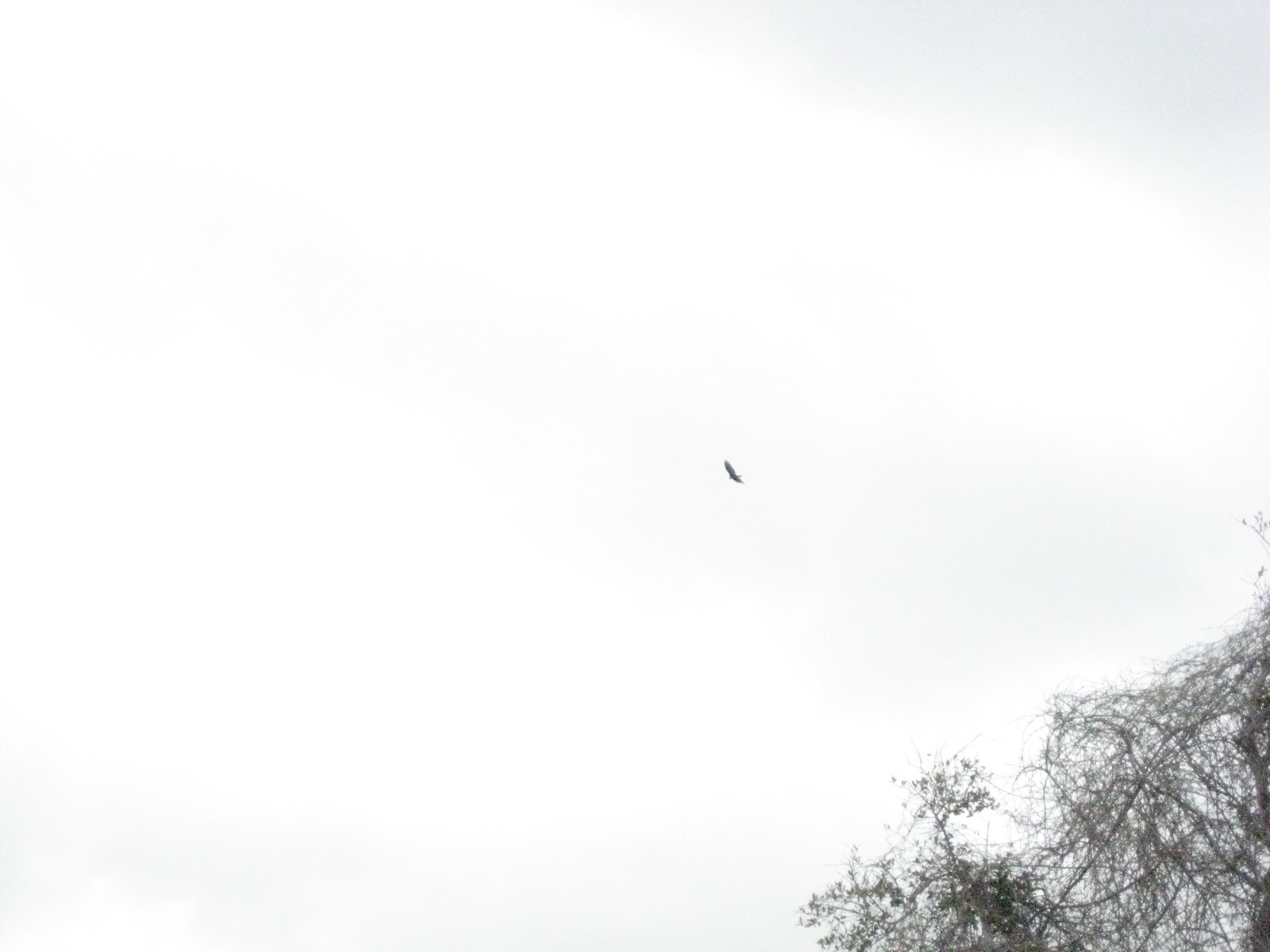 Birds!
